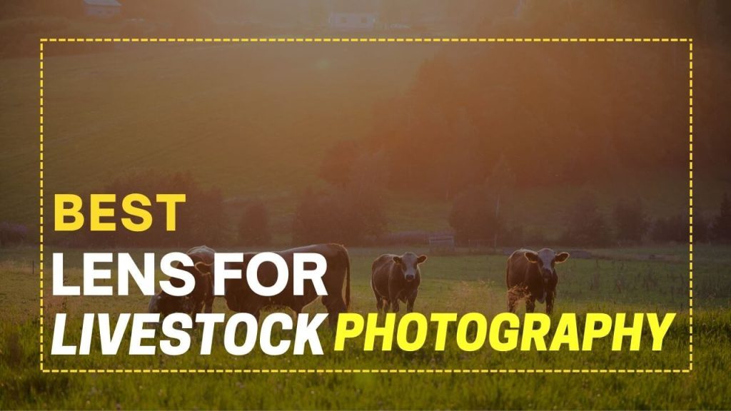 Best Lens for Livestock Photography