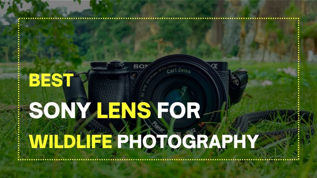 Best Sony Lens for Wildlife Photography